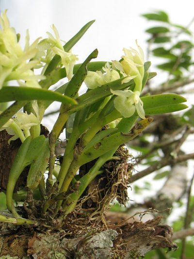 Epidendrum scharfii, photographed by Lena Struwe
