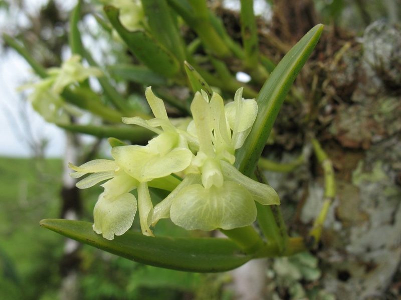 Epidendrum scharfii, photographed by Lena Struwe