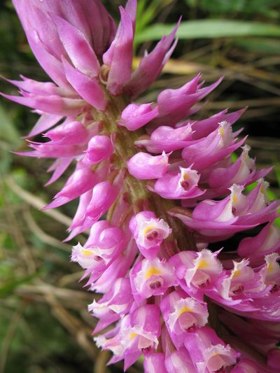Elleanthus vernicosus, photographed by Lena Struwe