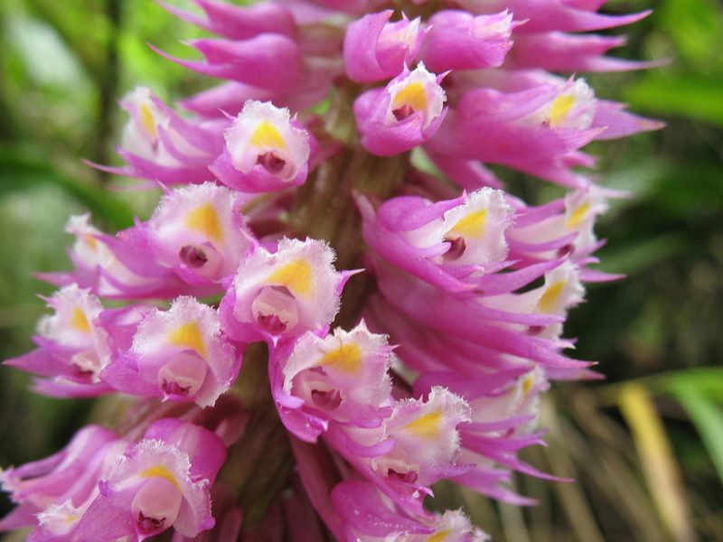 Elleanthus vernicosus, photographed by Lena Struwe