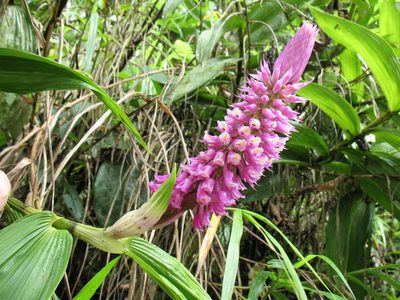 Elleanthus vernicosus, photographed by Lena Struwe