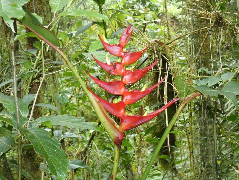 Heliconia lankesteri, photographed by Kai Squires