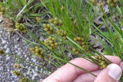 Carex bebbii, photographed by Quinten Wiegersma