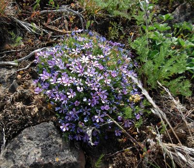 Phlox douglasii, photographed by John Brew