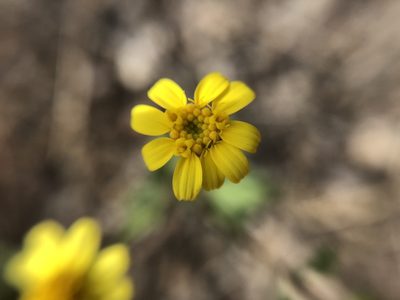 Perityle californica, photographed by Enrique Martínez Núñez