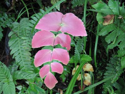 Adiantum macrophyllum, photographed by Lena Struwe