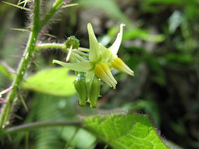 Solanum acerifolium, photographed by Lena Struwe