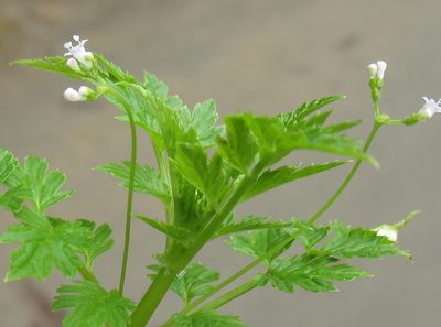 Valeriana chaerophylloides, photographed by Lena Struwe