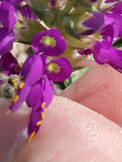 Dalea lasiathera, photographed by Jo Roberts