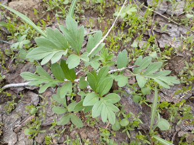 Hydrophyllum alpestre, photographed by Drew Meyer