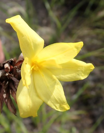Bobartia macrospatha, photographed by Nicola van Berkel