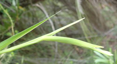 Gladiolus sempervirens, photographed by Nicola van Berkel