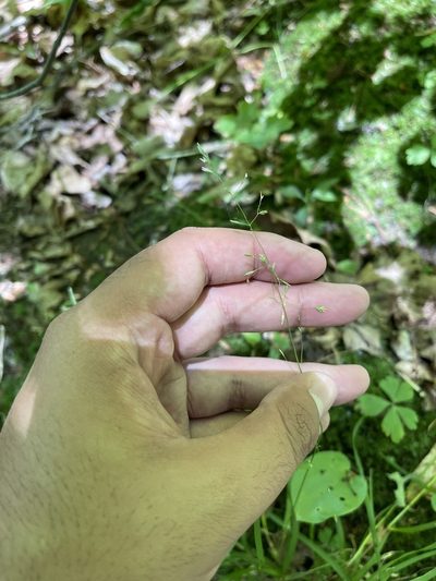 Poa alsodes, photographed by Brandon Corder