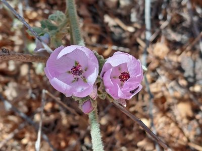 Malacothamnus davidsonii, photographed by Daniel S.