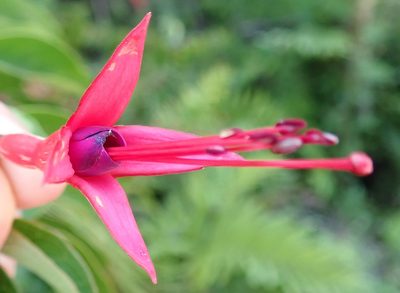 Fuchsia regia, photographed by Nicola van Berkel