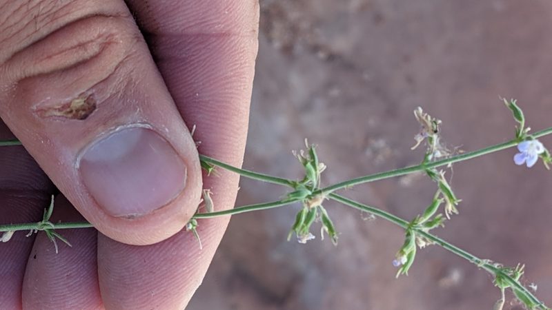Hedeoma nana, photographed by Darrin Gobble
