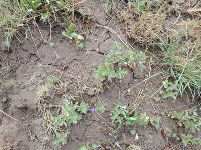 Scutellaria angustifolia, photographed by Drew Meyer