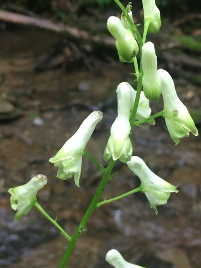 Aconitum reclinatum, photographed by Bonnie Isaac