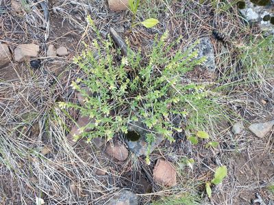 Penstemon deustus, photographed by Drew Meyer