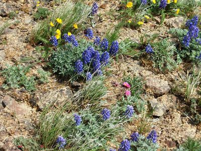Lupinus saxosus, photographed by John Brew