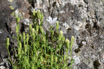 Campanula shetleri, photographed by Trevor Van Loon