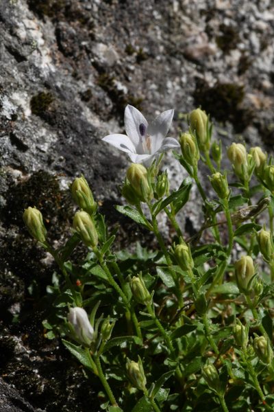 Campanula shetleri, photographed by Trevor Van Loon