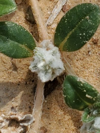 Gomphrena lanuparonychioides, photographed by Jo Roberts