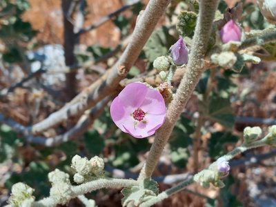 Malacothamnus davidsonii, photographed by Daniel S.