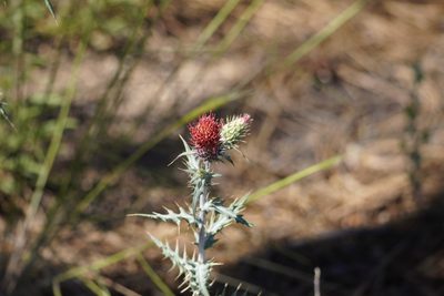 Cirsium arizonicum, photographed by Sean Krieg