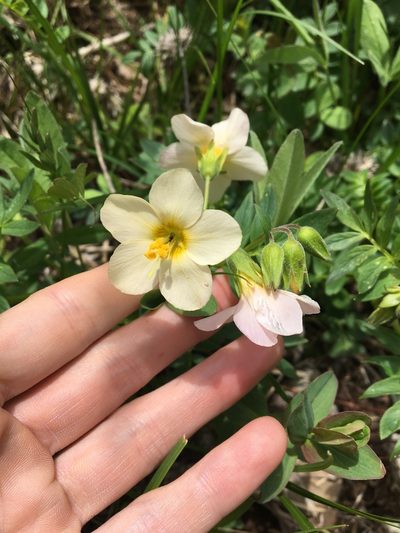 Polemonium carneum, photographed by Hilary Rose Dawson