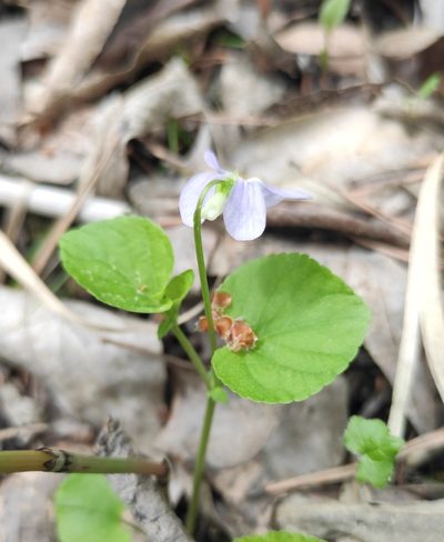 Viola sacchalinensis, photographed by Юлия