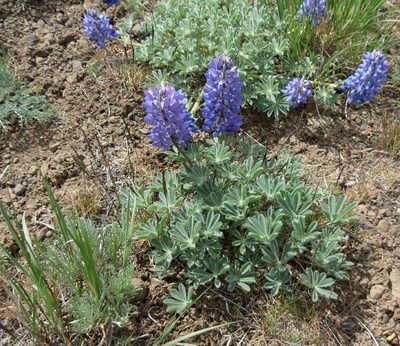 Lupinus saxosus, photographed by John Brew