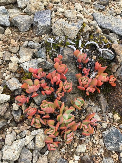 Sedum oregonense, photographed by Hilary Rose Dawson