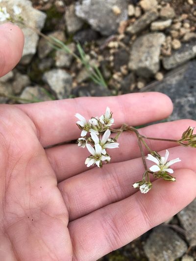 Eremogone pumicola, photographed by Hilary Rose Dawson