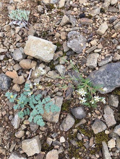 Eremogone pumicola, photographed by Hilary Rose Dawson