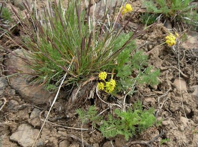 Lomatium quintuplex, photographed by John Brew