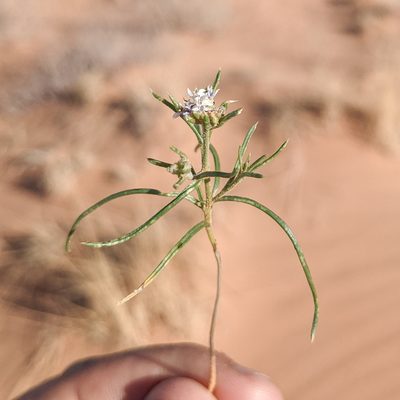 Ipomopsis gunnisonii, photographed by Dominic Gentilcore