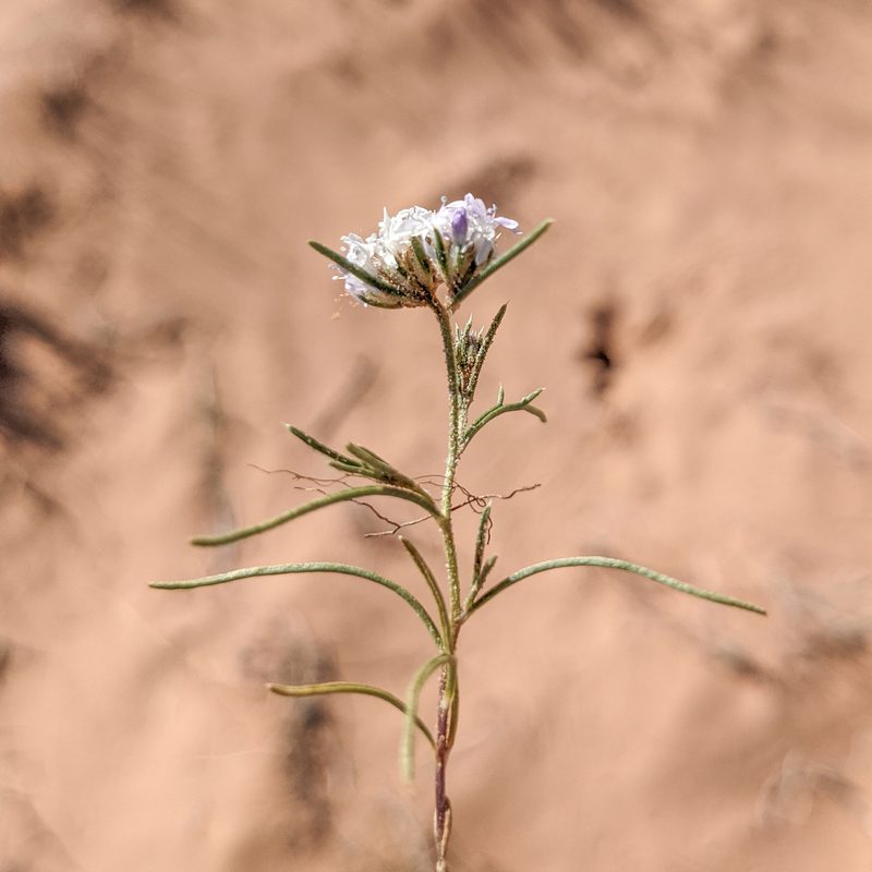 Ipomopsis gunnisonii, photographed by Dominic Gentilcore