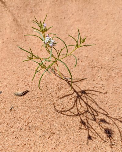 Ipomopsis gunnisonii, photographed by Dominic Gentilcore