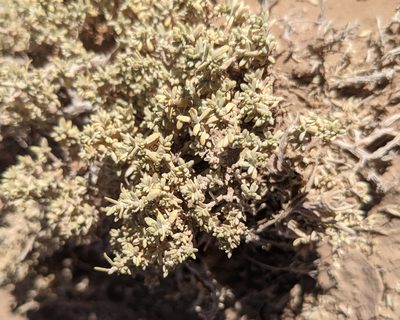 Atriplex corrugata, photographed by Dominic Gentilcore