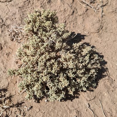 Atriplex corrugata, photographed by Dominic Gentilcore