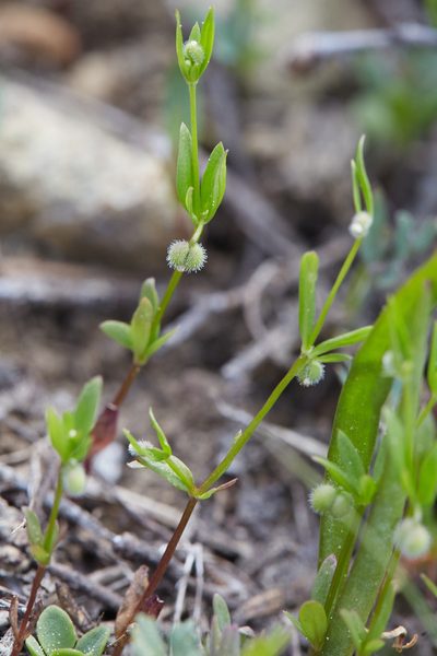 Hamogalium bifolium, photographed by Ken-ichi Ueda