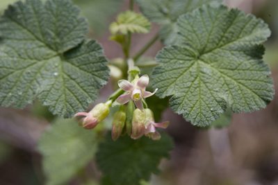 Ribes viscosissimum, photographed by Ken-ichi Ueda