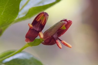 Lonicera conjugialis, photographed by Ken-ichi Ueda