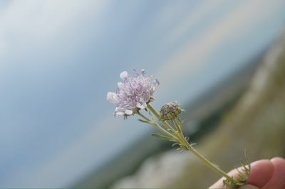Lomelosia isetensis, photographed by Evgenij Samarin
