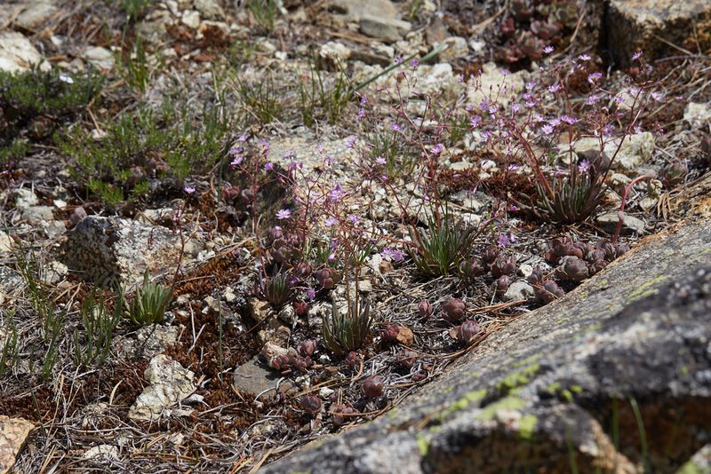 Lewisia leeana, photographed by Ken-ichi Ueda