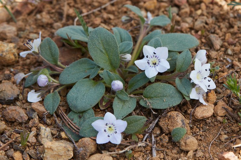Howellanthus dalesianus, photographed by Ken-ichi Ueda