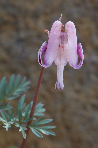 Dicentra pauciflora, photographed by Ken-ichi Ueda