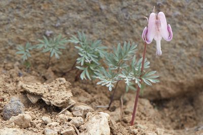 Dicentra pauciflora, photographed by Ken-ichi Ueda