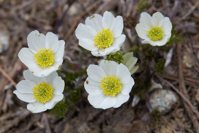 Anemone drummondii, photographed by Ken-ichi Ueda